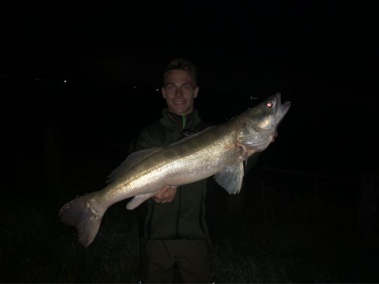 Zander