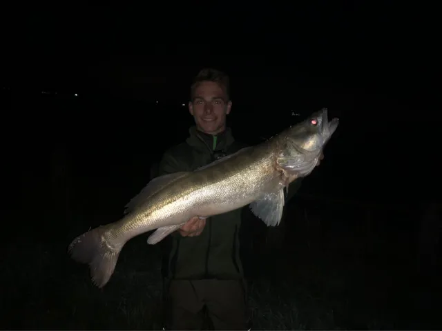 Zander