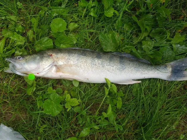 Zander
