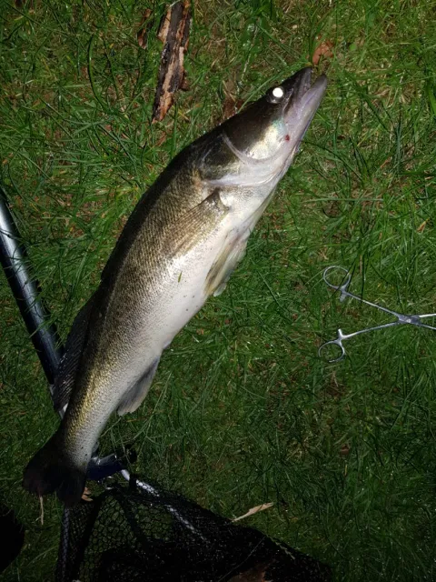Zander