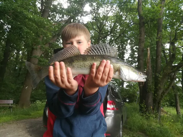 Zander