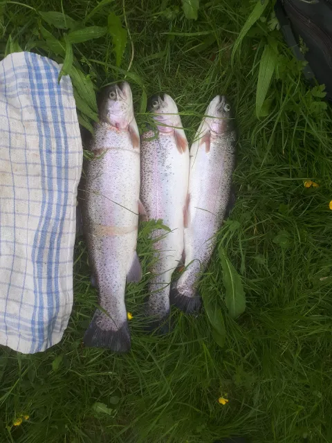 Regenbogenforelle