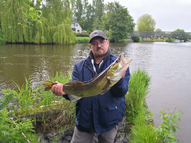 Zander