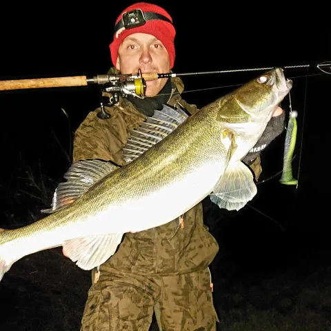 Zander