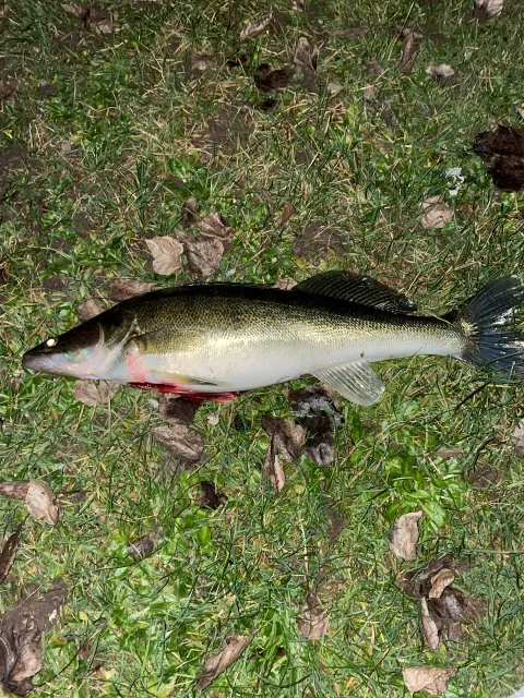 Zander