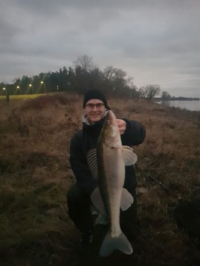 Zander