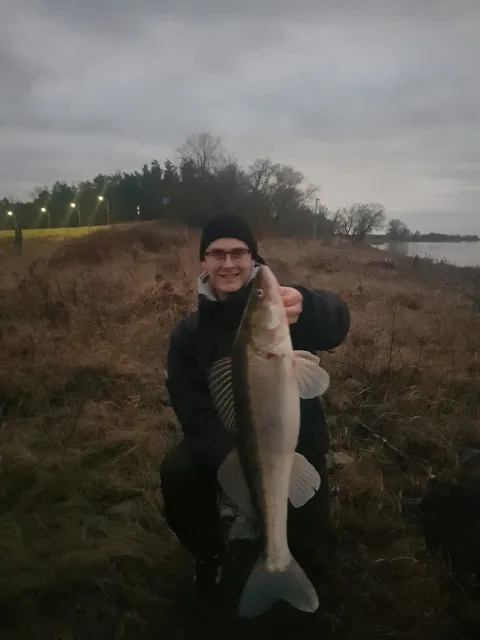 Zander