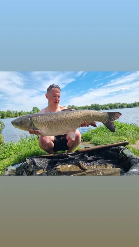 Graskarpfen