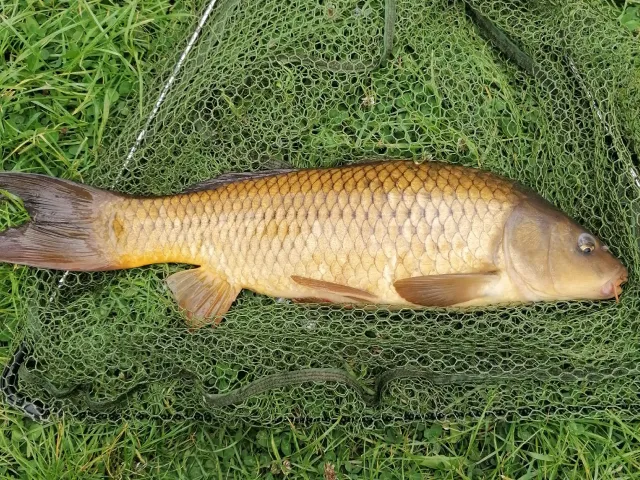 Karpfen