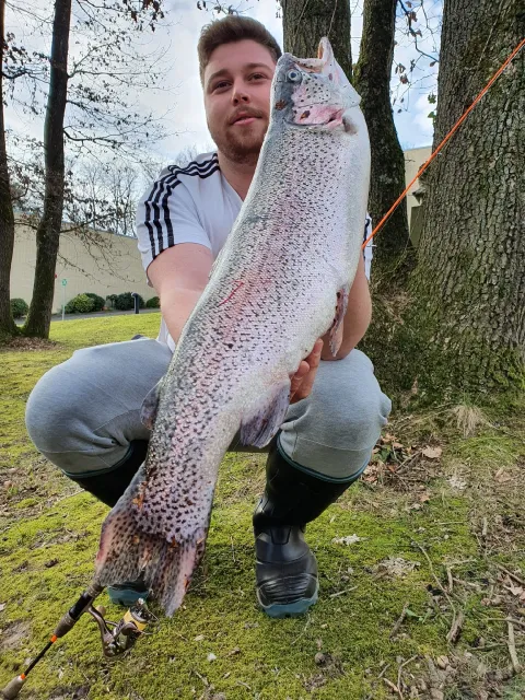 Regenbogenforelle