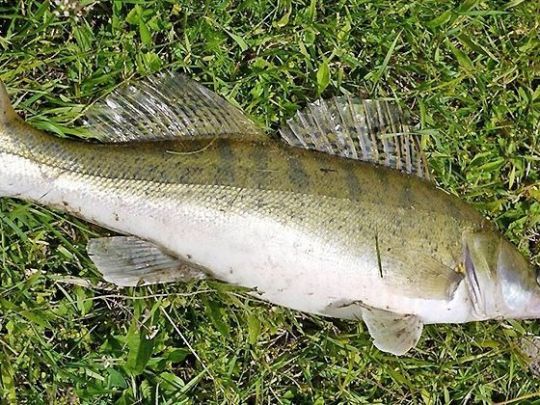 Zander