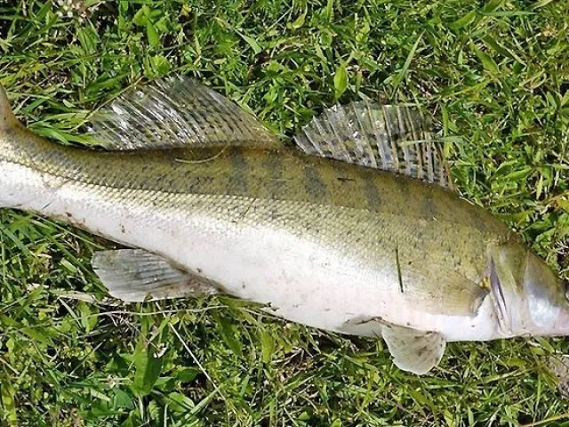 Zander