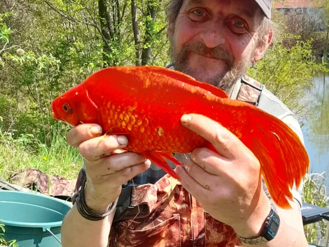 Goldfisch
