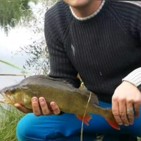 Flussbarsch