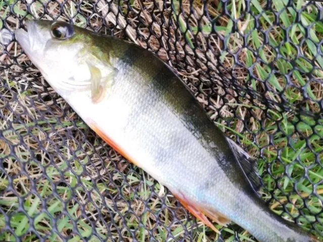 Flussbarsch