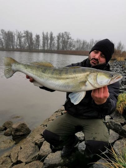 Zander