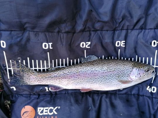 Regenbogenforelle