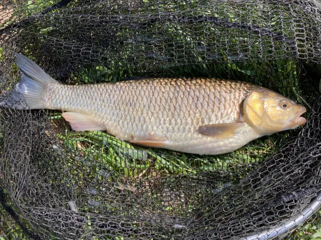 Döbel