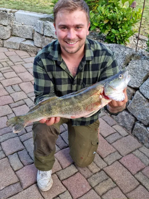 Zander