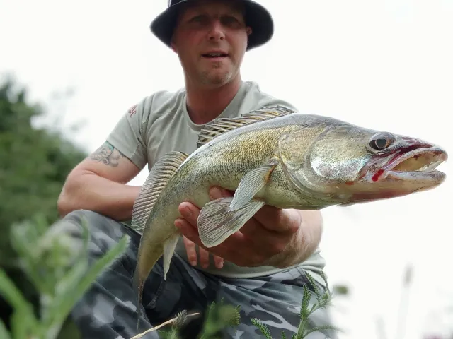 Zander
