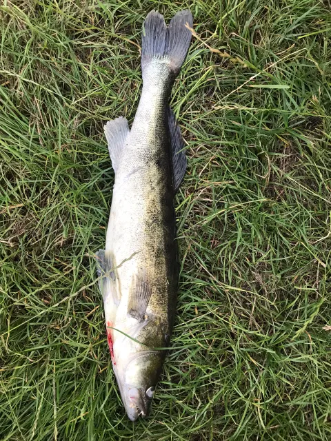 Zander