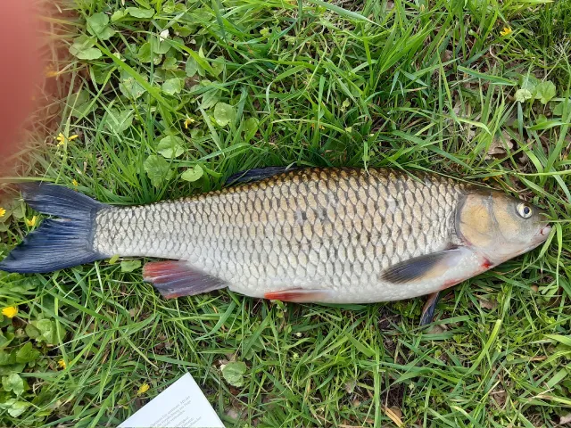Döbel