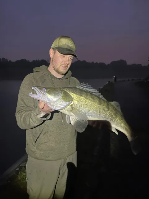 Zander