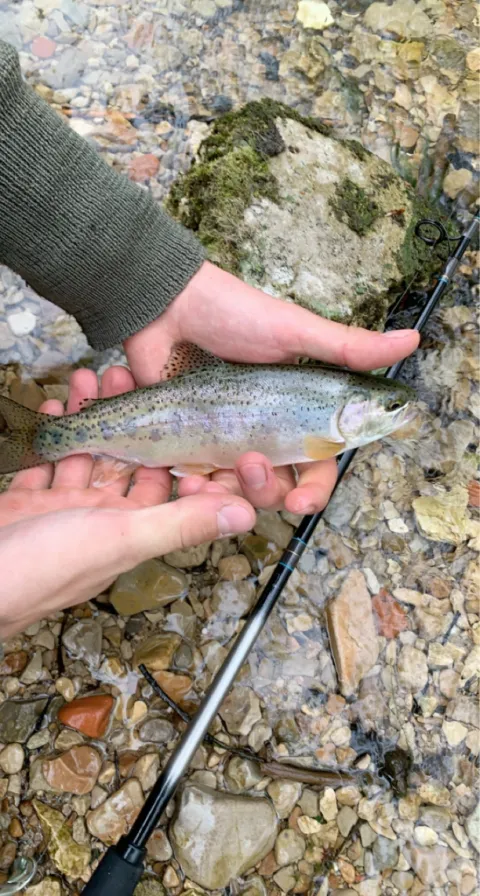 Regenbogenforelle