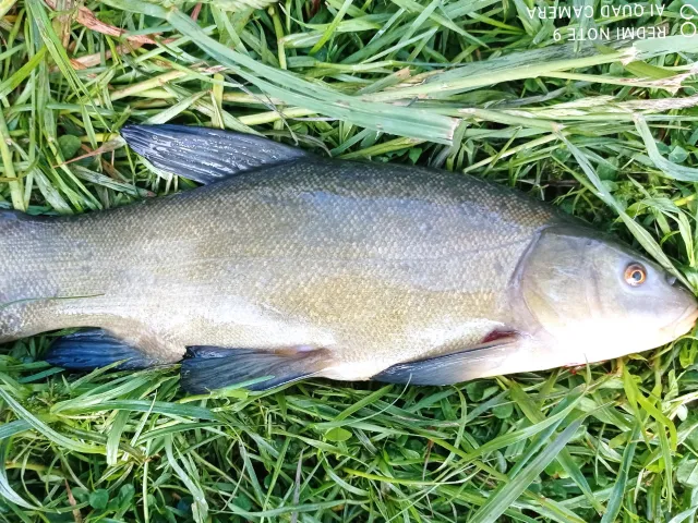 Schleie