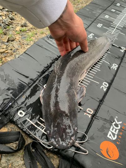 Afrikanischer Raubwels