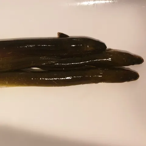 Aal