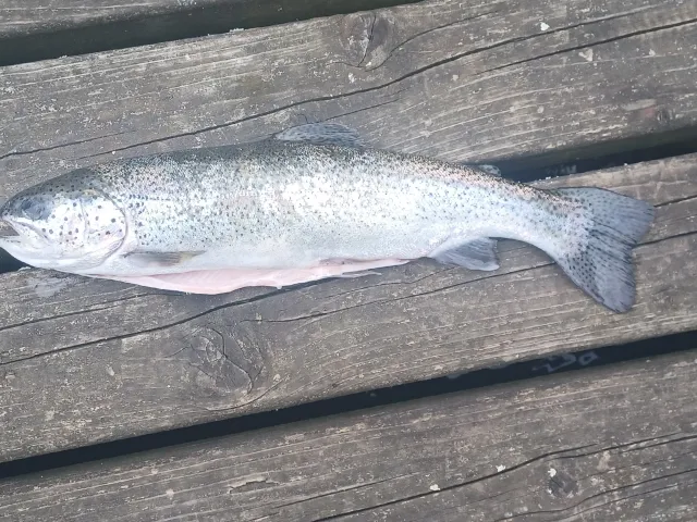 Regenbogenforelle