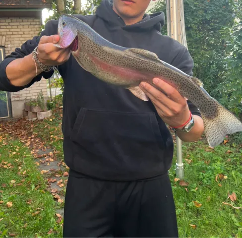 Regenbogenforelle
