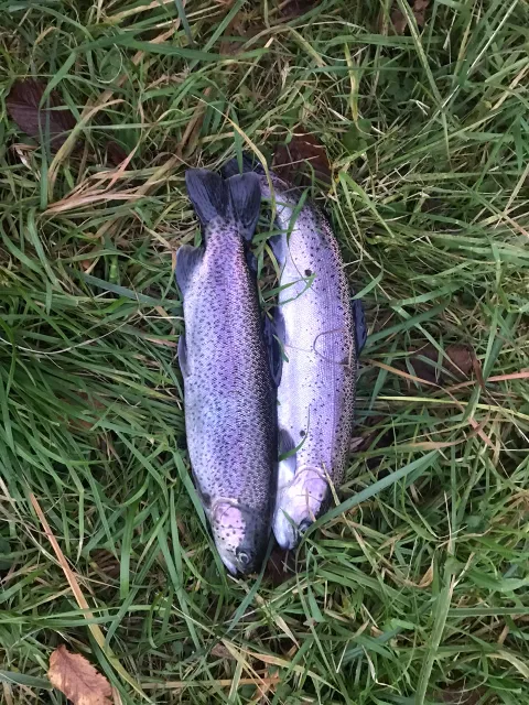 Regenbogenforelle