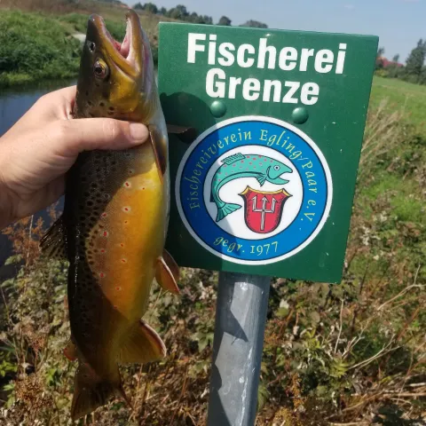 Bachforelle
