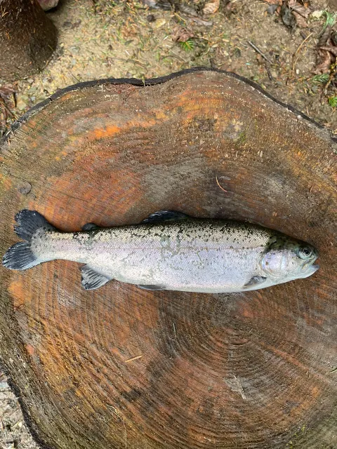 Regenbogenforelle