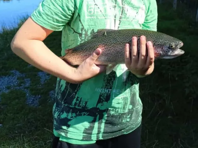 Regenbogenforelle
