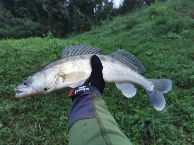 Zander