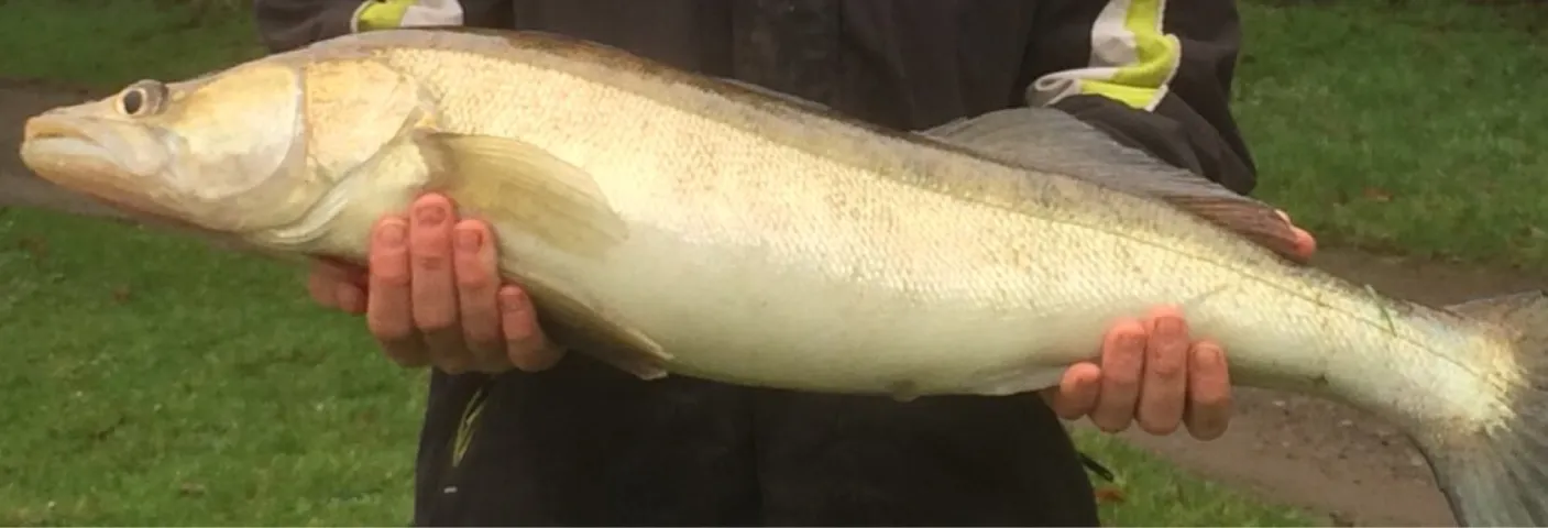 Zander