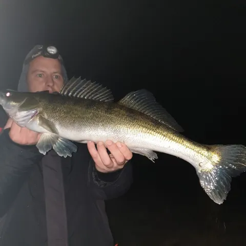 Zander