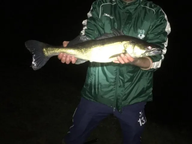 Zander