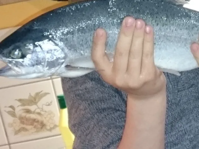 Regenbogenforelle