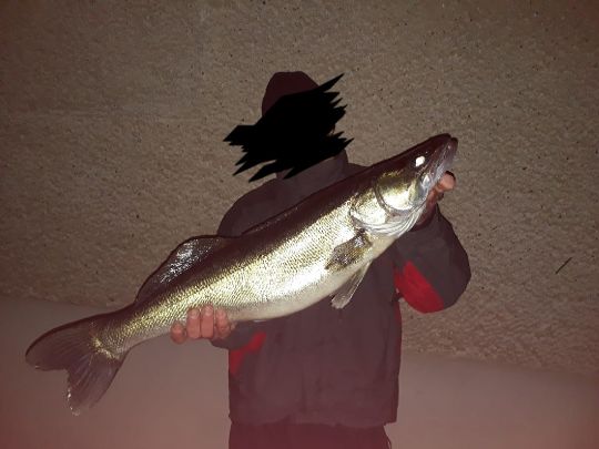 Zander