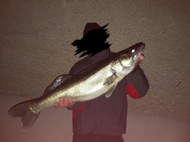 Zander