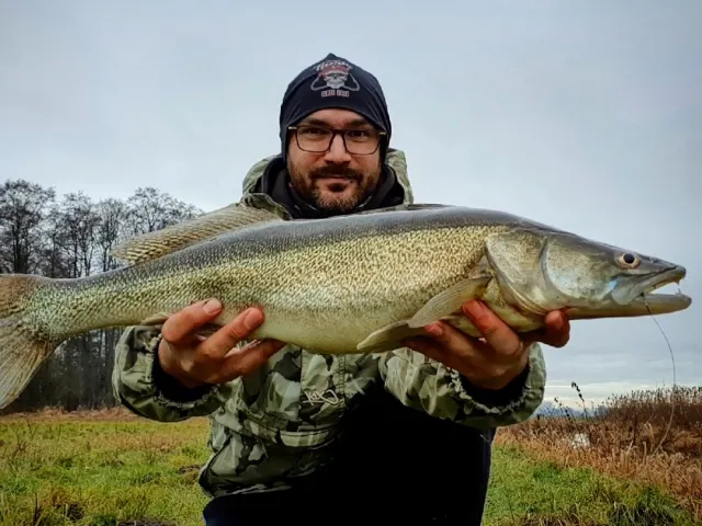 Zander