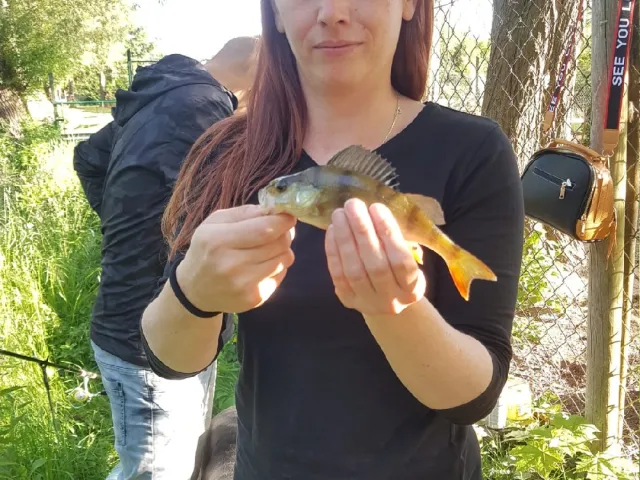 Flussbarsch