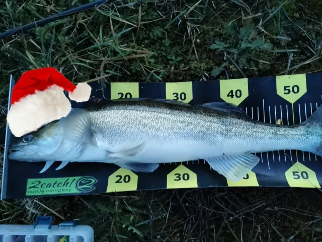 Petermännchen