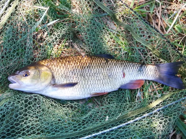 Döbel