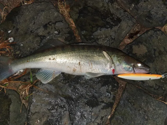 Zander
