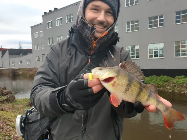 Flussbarsch